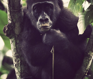 Congo Gorilla Expedition