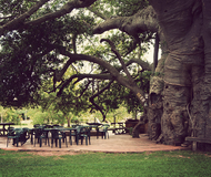 The Big Baobab Tree Bar