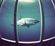 Great White Shark Diving
