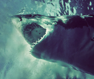 Great White Shark Diving